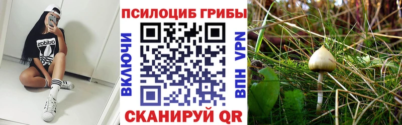 ссылка на мегу зеркало  Качканар  Псилоцибиновые грибы мицелий  купить закладку 